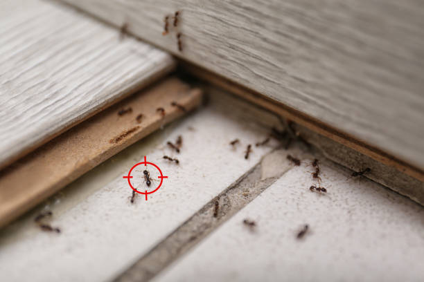 Best Termite Control Services  in Marlene Village, OR