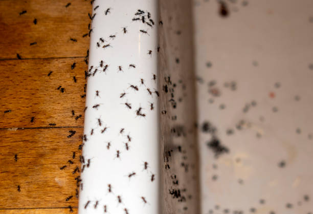 Best Mosquito Control Services  in Marlene Village, OR